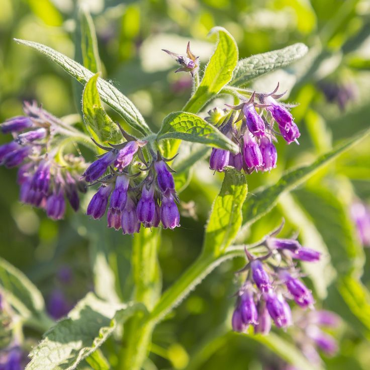 Allantoin