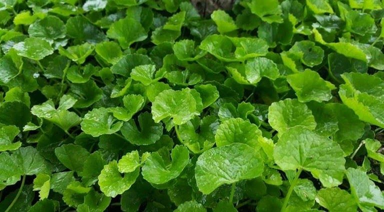 Pegagan (Centella Asiatica)