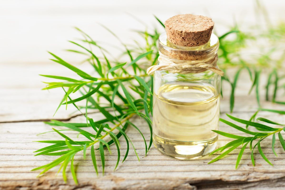 Tree Tea Oil
