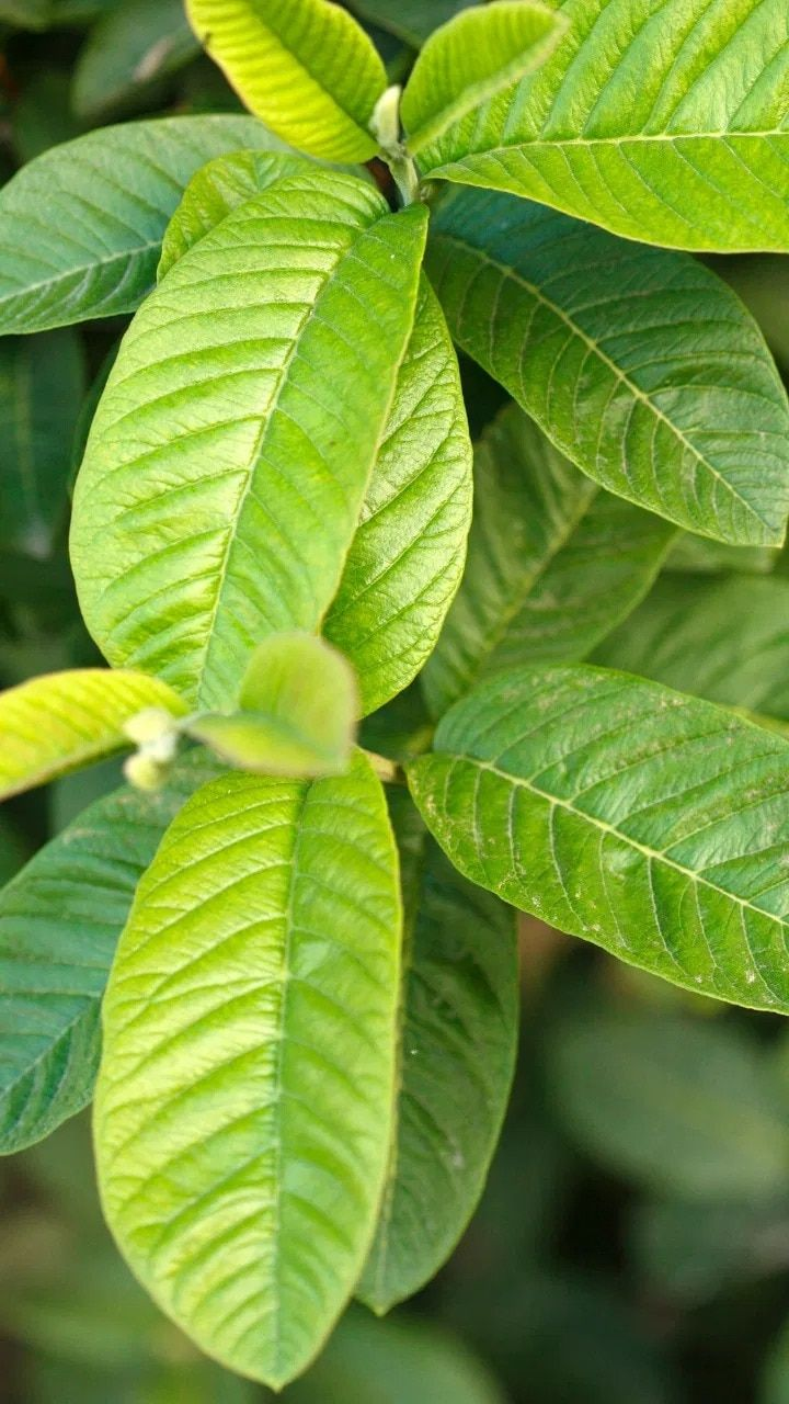 Guava Leaves