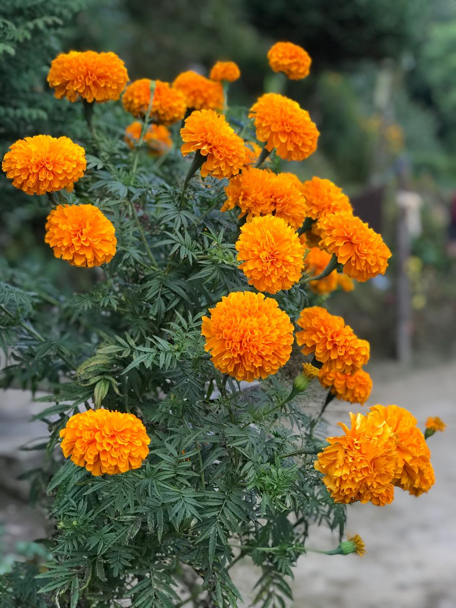 Marigold Lutein Extract