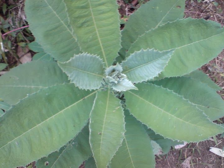 Sembung Leaves