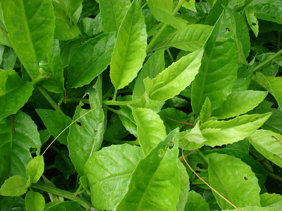 Sembung Nyawa Leaves