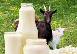 Etawa Goat Milk
