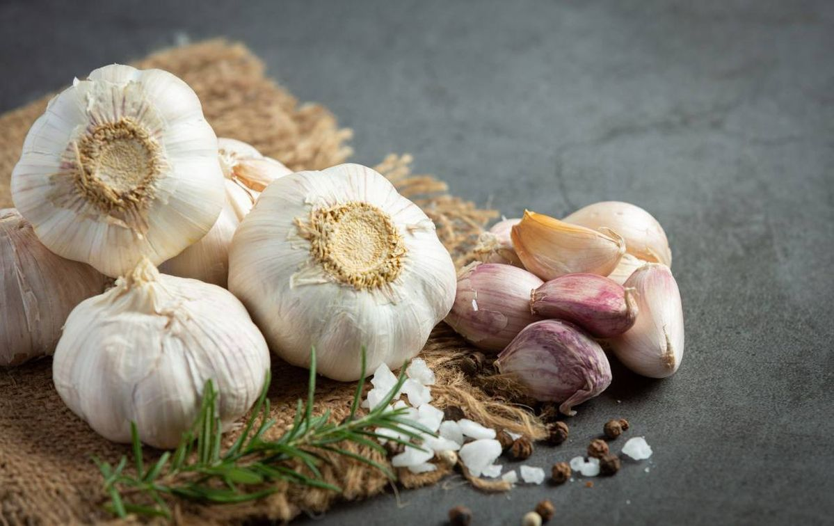 Garlic Extract