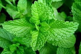 Stevia Leaves
